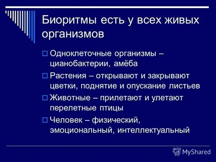 Ритмы жизни организмов