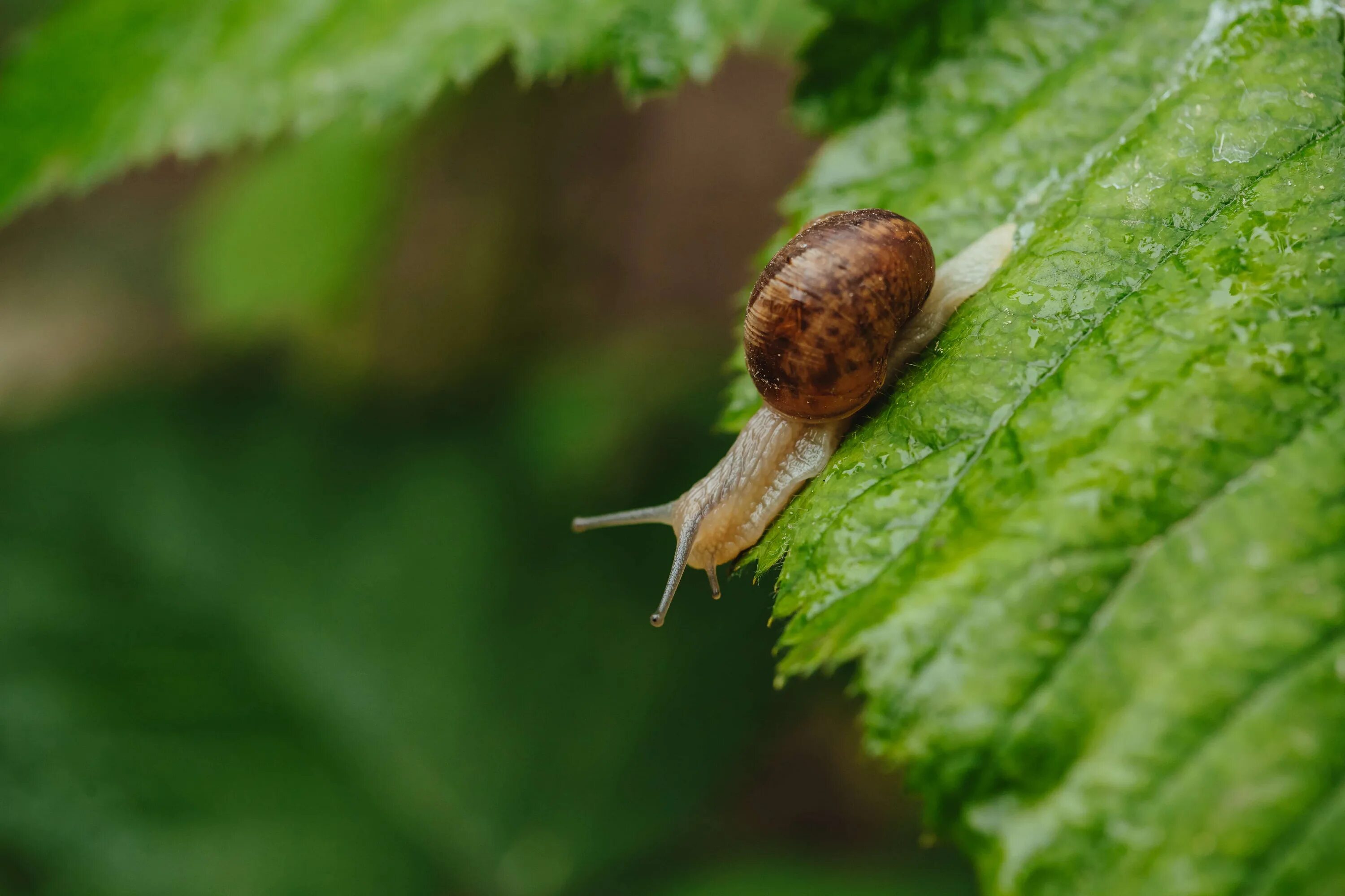 Слизни и улитки. Моллюски улитки слизни. Слизень обыкновенный. Геликс брюхоногие. Слизь моллюсков.