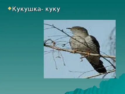 Песня ку ку