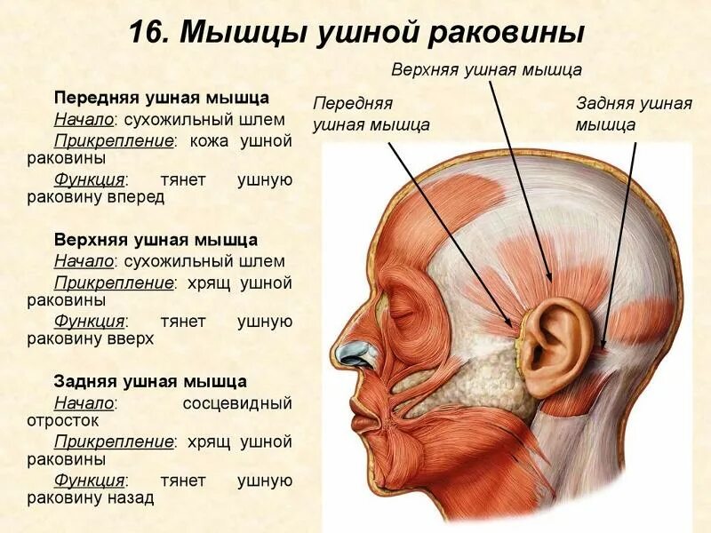 Ухо давит глаз. Затылочно-лобная мышца функции. Мышцы ушной раковины анатомия. Функции лобной и затылочной мышц головы.