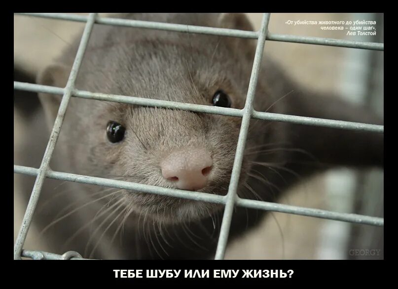 Норок группа молдавия. Истребление норок в дании. Норок зачем и почему. Норок зачем и почему. Виа контемпоранул, молдавия.