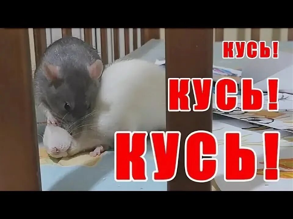 Крыса почему грызут