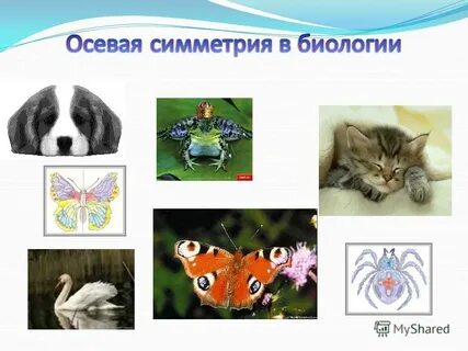 Животные с двусторонней симметрией