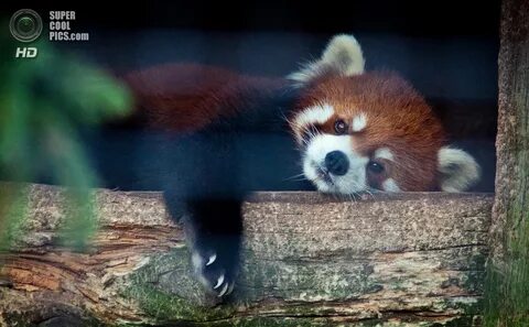 Small panda