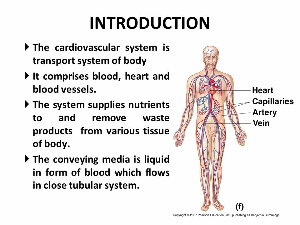 Cardiovascular system. What is the cardiovascular System?. Cardiovascular System pdf. Unit 3 body Systems the cardiovascular System гдз.