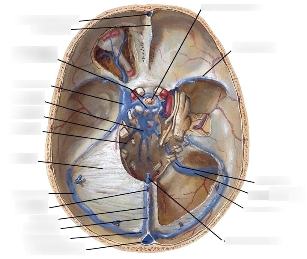 Внутренняя вена латынь. Анатомия синусов твердой мозговой. Синусы твердой мозговой оболочки Неттер. Венозные синусы твердой мозговой оболочки. Венозные синусы головного мозга схема.