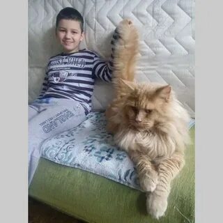 Куна регистрация