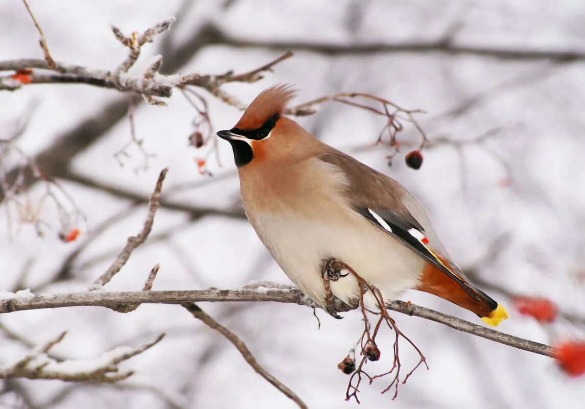 Свиристель птица описание для детей 2 класса. Птицы свиристели для детей. Свиристель где зимует. Свиристель птица фото описание. Птица свиристель.