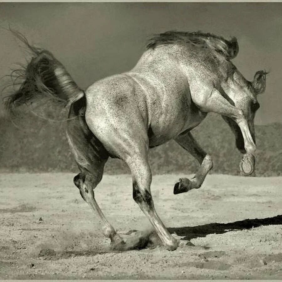 Убегающий конь. Лошадь в движении 1878. Конь скачет. Конь на дыбах.