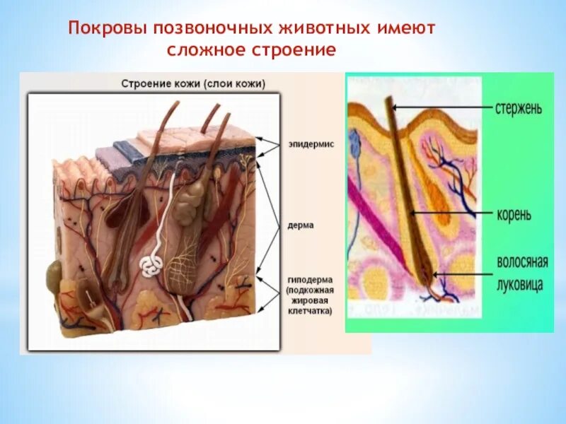 Каково строение кожи млекопитающих. Покровы тела биология. Покровы тела позвоночных животных. Кожные покровы позвоночных. Строение кожного Покрова.