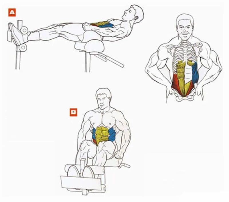 Правильный пресс для мужчин. Схема прокачки грудных мышц. Упражнения для накачивания мышц. Упражнения для мышц груди. Упражнения для качания мышц.