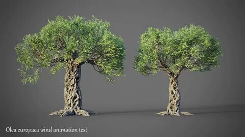 Olive tree 3