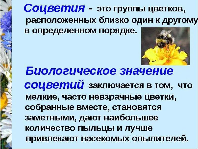 Биологическое значение соцветий состоит в том что. В чем заключается биологическое значение соцветий. соцветия это группы цветков расположенных. биологическое значение соцветий. роль соцветий.
