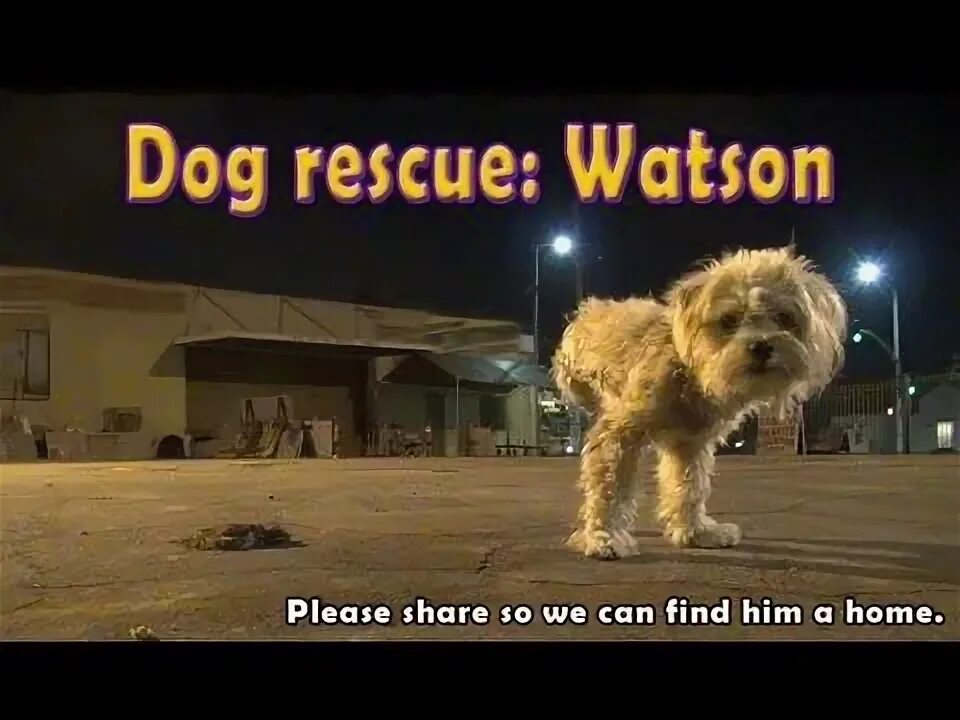 Can you get the dog please песня. Lost animal. We (to like) big dogs, you (to cook) well?. Организация peta. Dog is cold.
