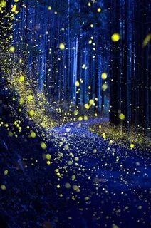 Fireflies ai