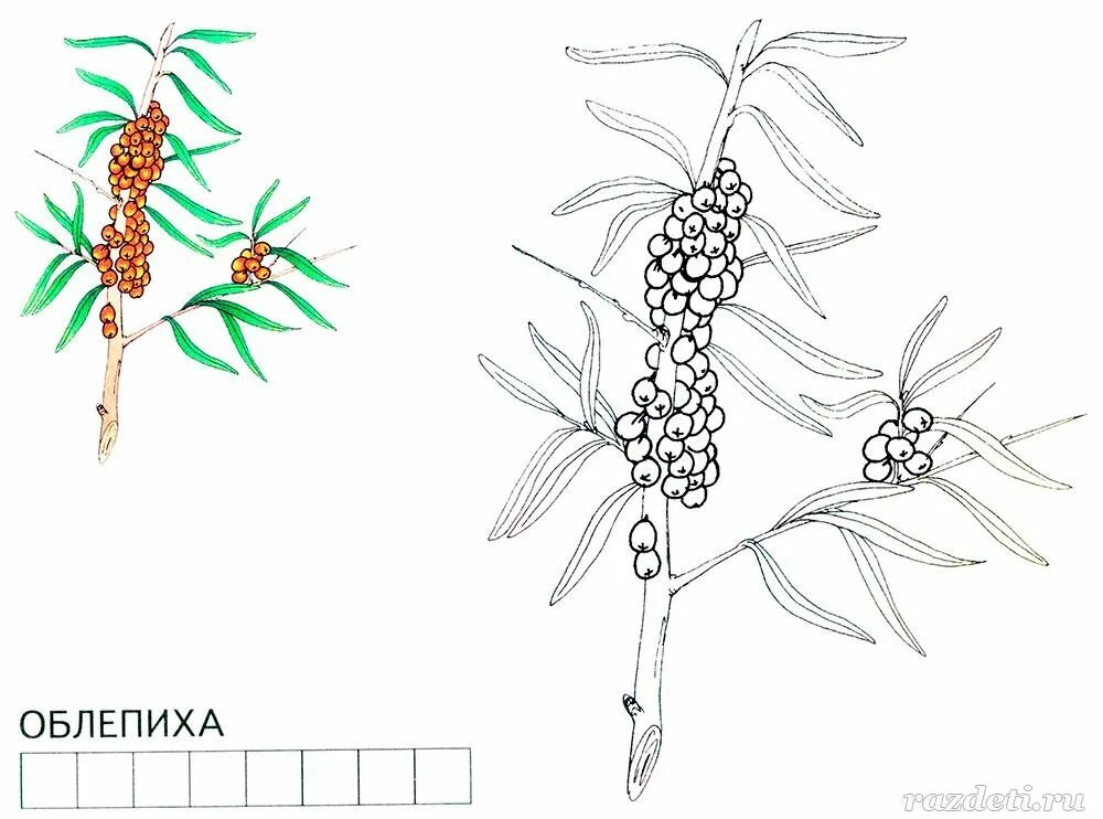 На рисунке изображены облепиха и дуб. Ягода Волчье лыко раскраска. Волчье лыко раскраска. Облепиха раскраска. Облепиха раскраска для детей.