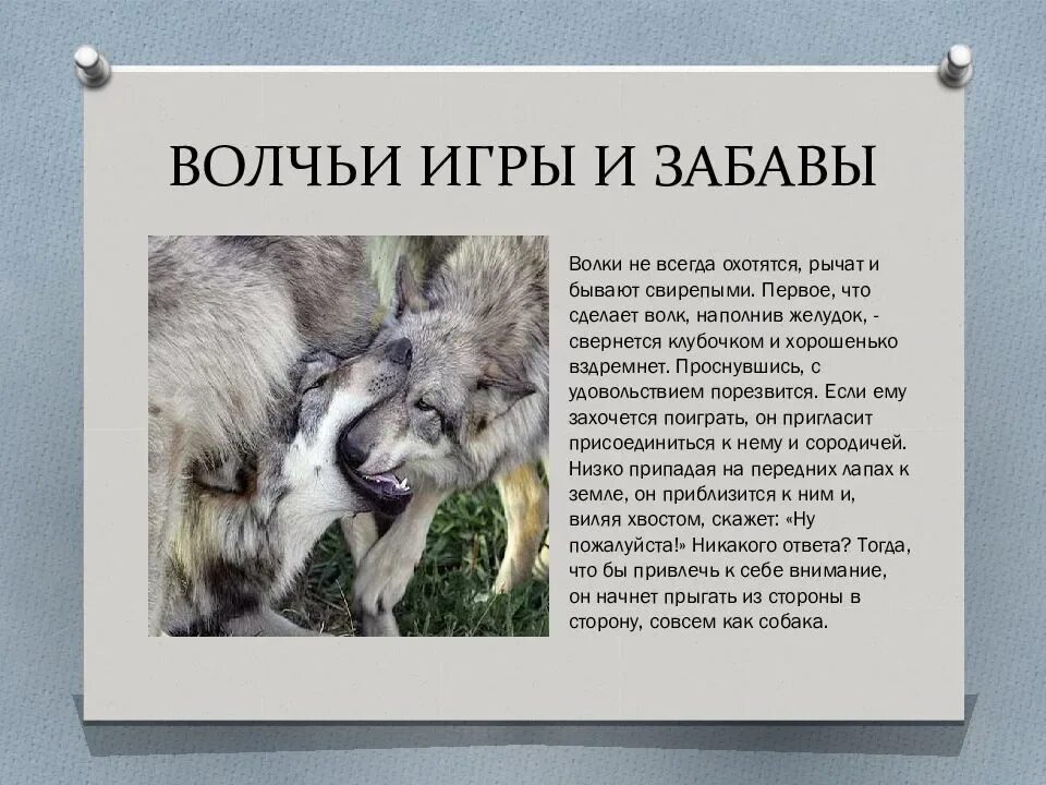 Почему говорят волк. Самое интересное о волке. Интересные факты о волках. Факты о волках для детей. Волк интересные факты для детей.