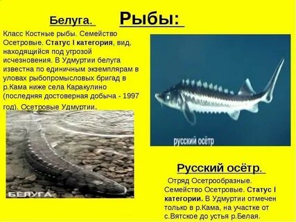 Костные рыбы осетр