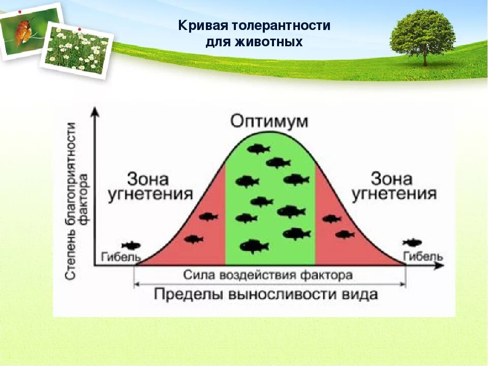 Закон толерантности в. Шелфорд 1913 г.. Закон толерантности в экологии. Шелфорд закон оптимума. Кривая толерантности в экологии. Рост толерантности пав