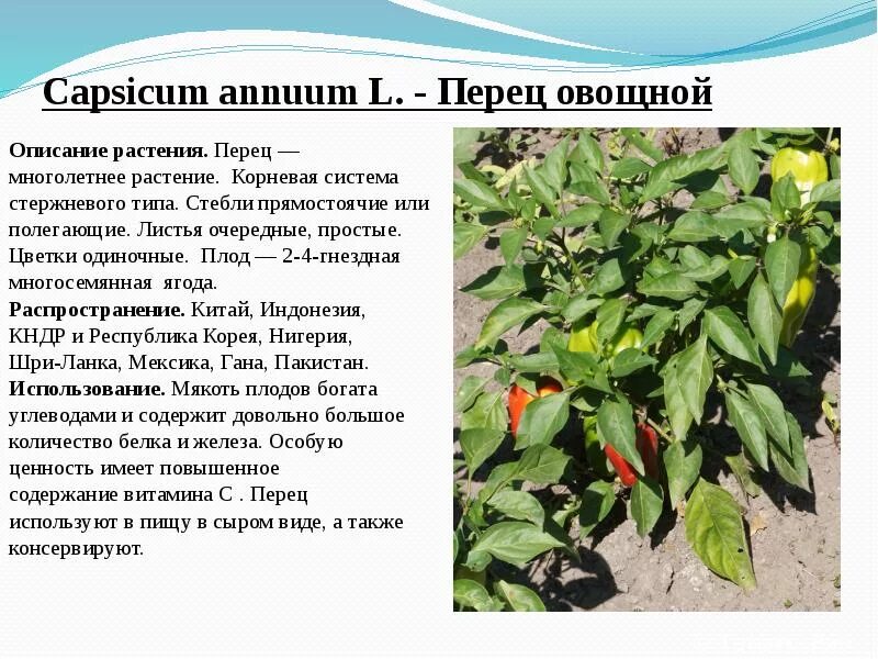 Перец содержит алкалоиды. Название перца на букву г. Строение перца. Перец острый однолетний или многолетний. Семейство растения перец.