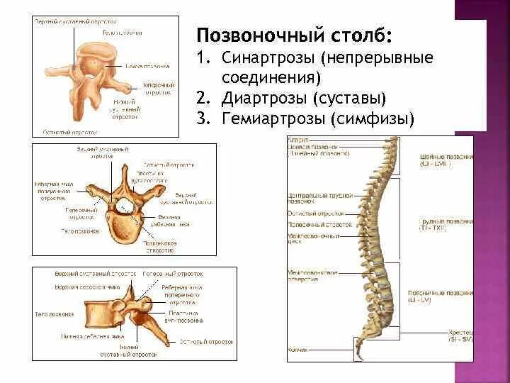 Соединения костей синартрозы гемиартрозы диартрозы. Типы соединения костей синартрозы. Соединения позвоночного столба синартрозы, синдесмозы. Диартроз соединение костей.