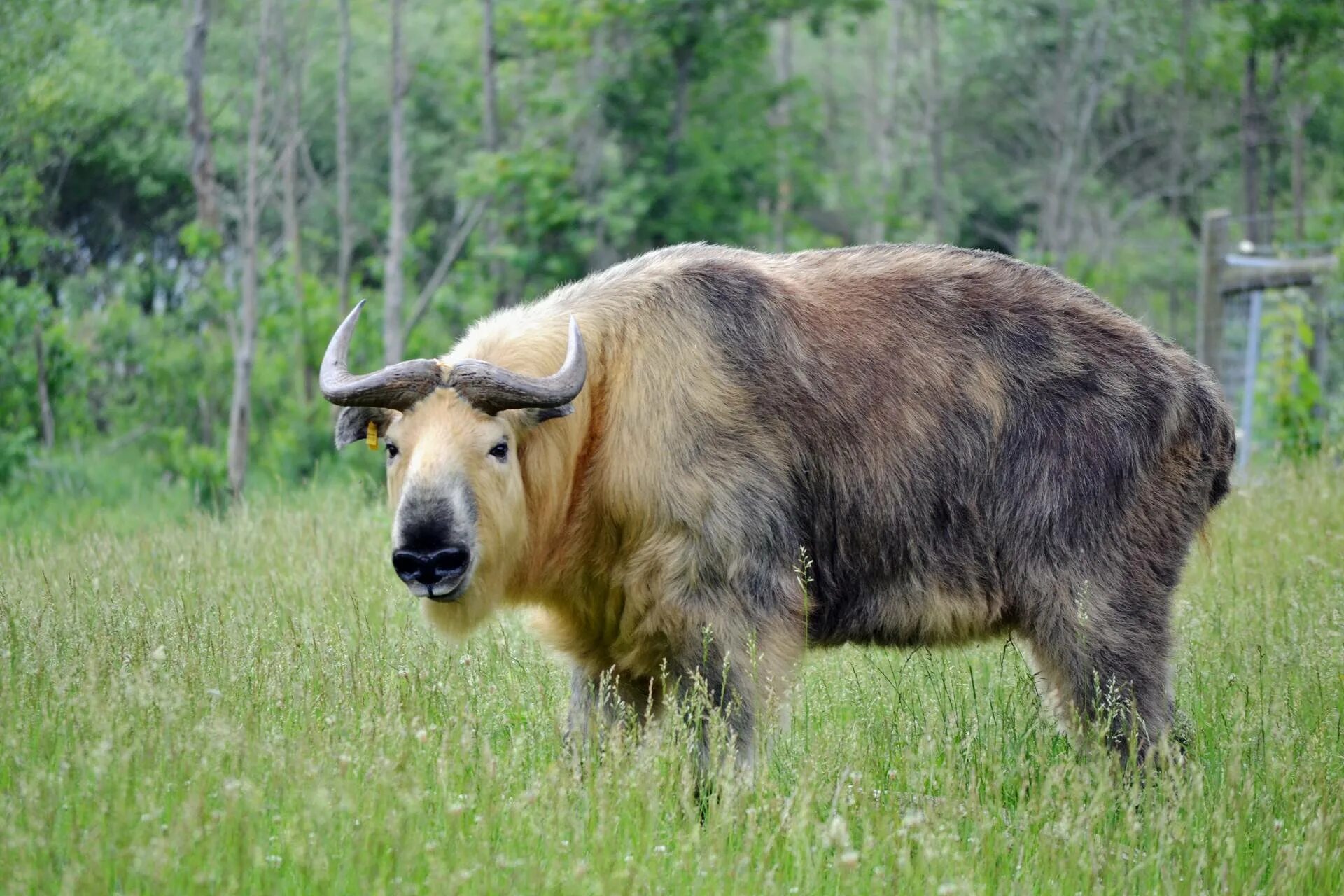 Золотистый такин. Золотой такин. Такин. Сычуаньский такин в московском зоопарке. Такин бык гималаи.