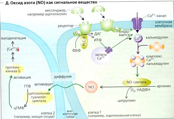 Механизмы действия оксида азота биохимия. Механизм действия оксида азота. Механизм действия оксида азота на сосуды. Синтез оксида азота биохимия.