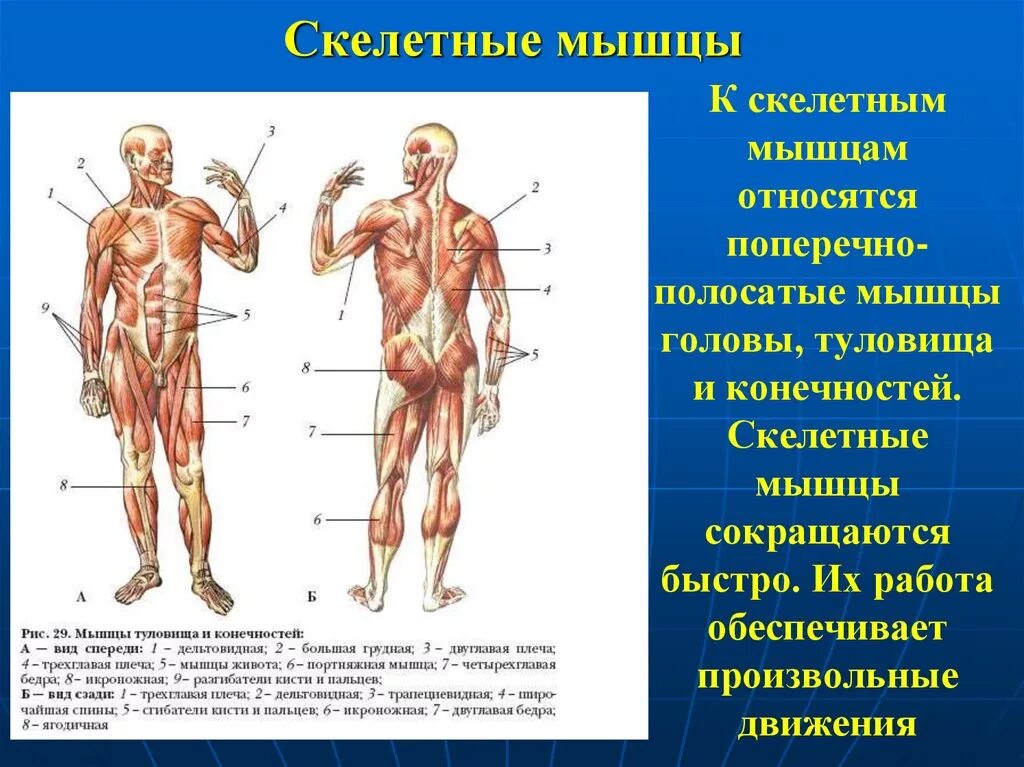 Какое количество мышц у человека. Мышцы туловища и конечностей вид спереди. Мышечная система скелетные мышцы строение функции.