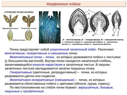 Чем отличается вегетативная почка от генеративной почки