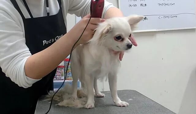 Чихуахуа макси длинношерстный. Стрижка чихуахуа длинношерстного. Стрижка чихуахуа длинношерстного. Стрижка чихуа длинношерстная. Гигиеническая стрижка чихуахуа длинношерстного.