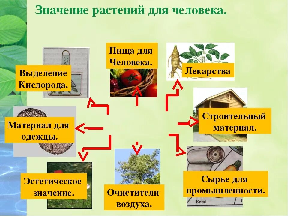 Значение растений и животных для экономики