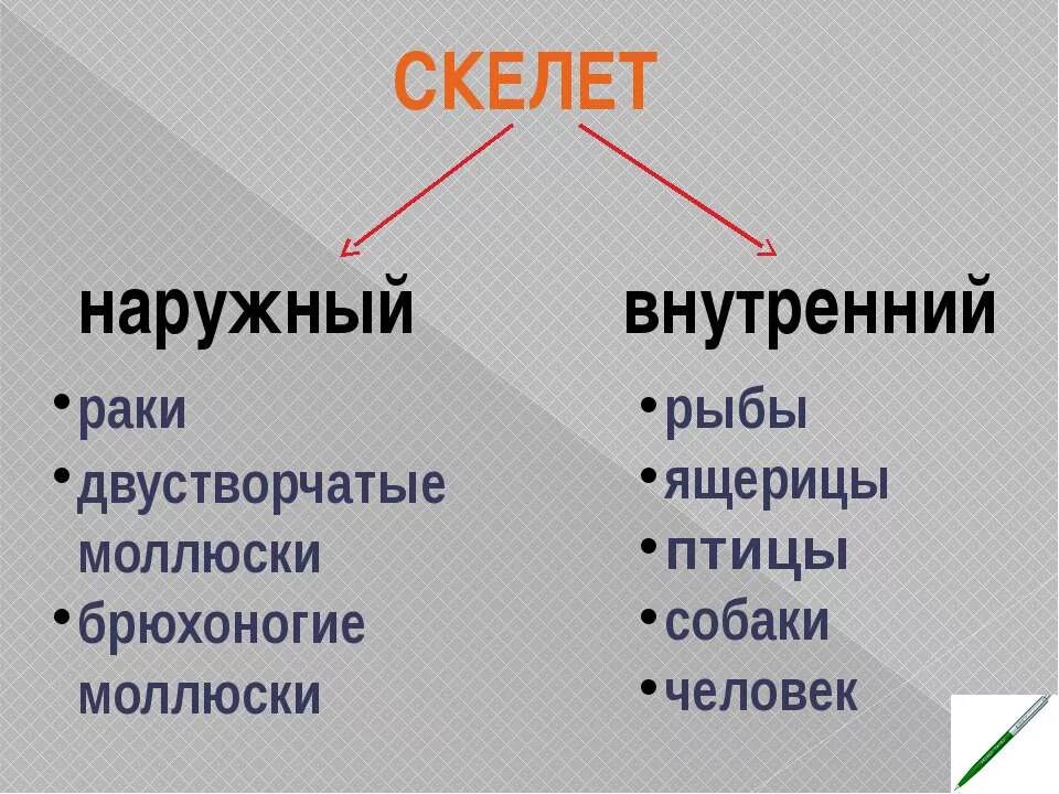 Особенности строения внутреннего скелета и наружного