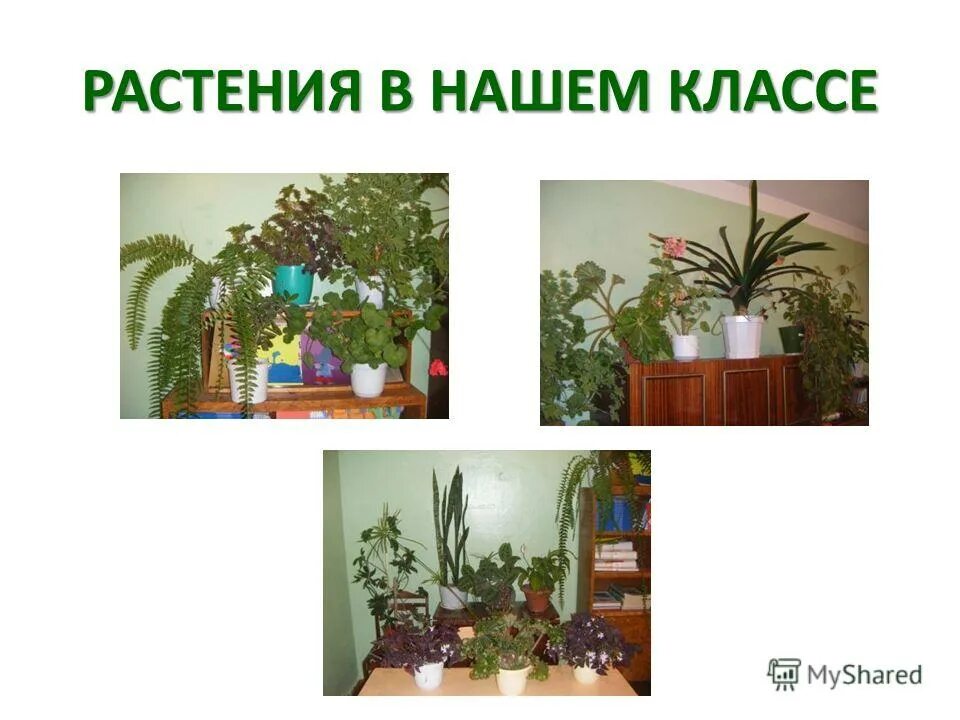 Растения первый класс. Комнатные растения нашего класса. Комнатные растения в классе. Комнатные цветы в классе. Класс растений.