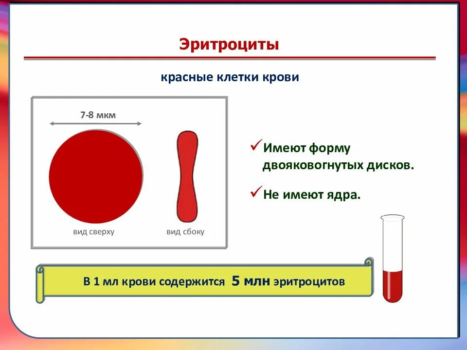 Форма эритроцитов человека. Эритроциты имеют форму двояковогнутых дисков что. Эритроцит вид сбоку. Двояковогнутая форма эритроцитов.