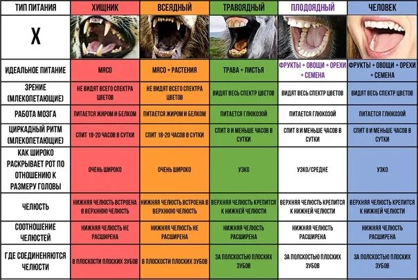 Человек хищник или травоядное. Человек плотоядный или всеядный. Человек плотоядный или травоядный. Зубы травоядного и человека сравнение.