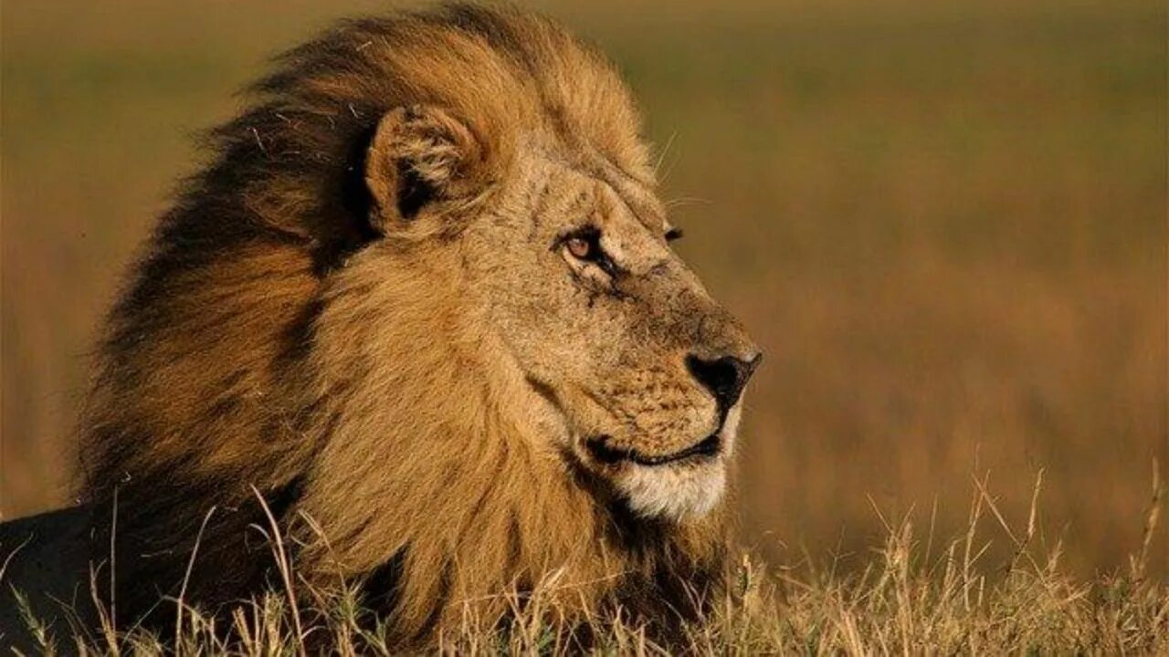 Дни льва в марте 2024. День Льва. Всемирный день Льва. Парк Львов земля прайда. День Льва 10 августа.