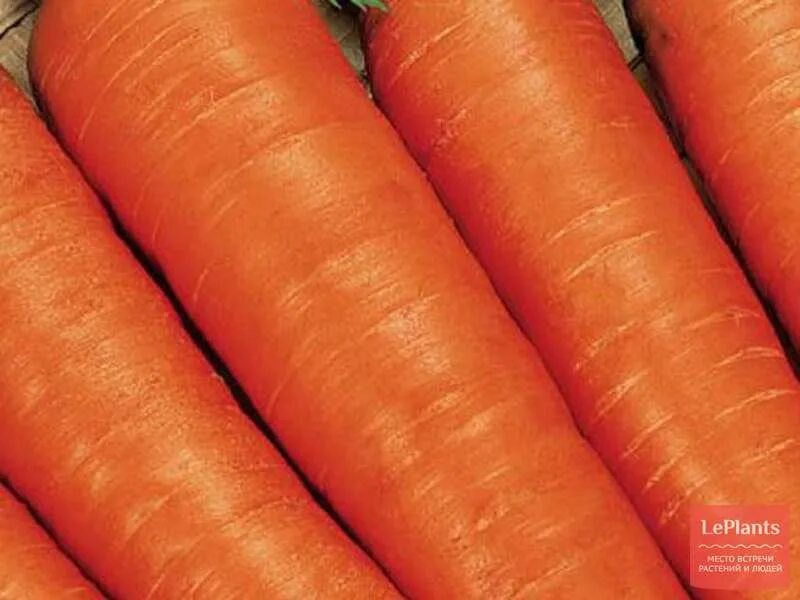 морковь шантане королевская. морковь болтекс f1 1 г. сорт моркови манго. семена. морковь берликум нантская.
