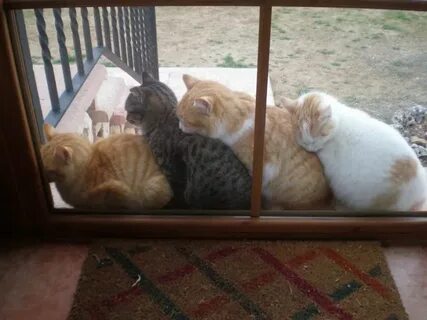 Котик греет