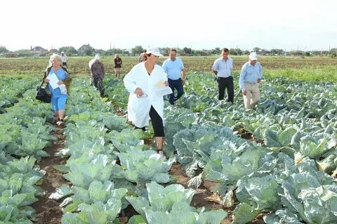 На опытном участке капуста