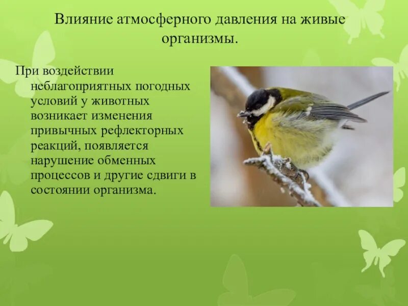 Как воздействуют на живые организмы. Влияние атмосферного давления на живые организмы. Как давление влияет на животных. Влияние атмосферного давления на человека и животных. Как атмосферное давление влияет на животных.