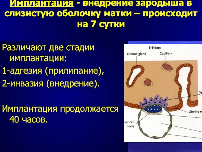 Имплантация внедрение зародыша в слизистую оболочку матки. Имплантация зародыша человека. Имплантация адгезия и инвазия. Этапы имплантации (эмбрион человека).