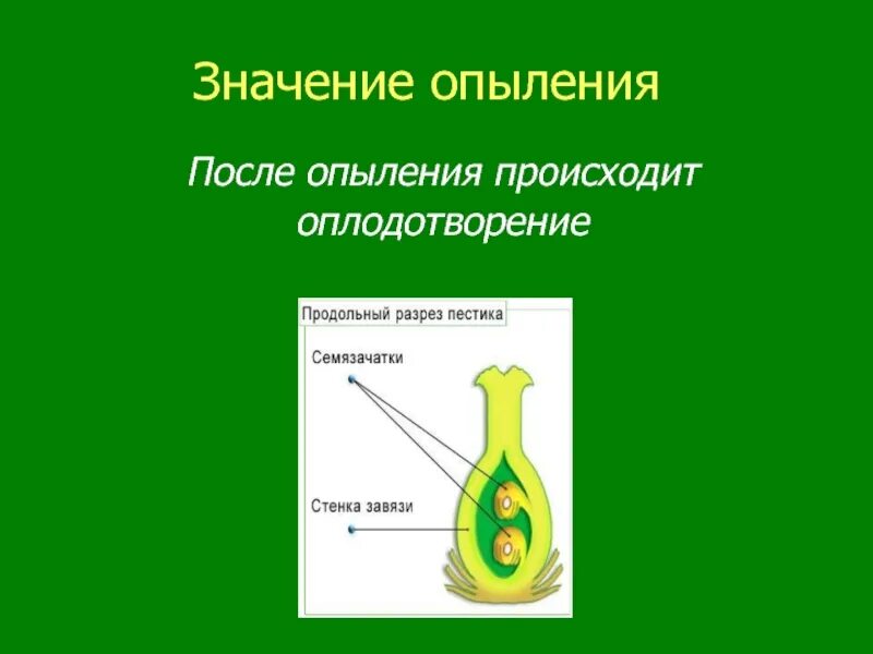 Значение двойного оплодотворения у цветковых. Схема опыления и оплодотворения цветковых растений. опыление и оплодотворение цветковых растений. что происходит в завязи пестика после опыления. двойное оплодотворение у цветковых растений.