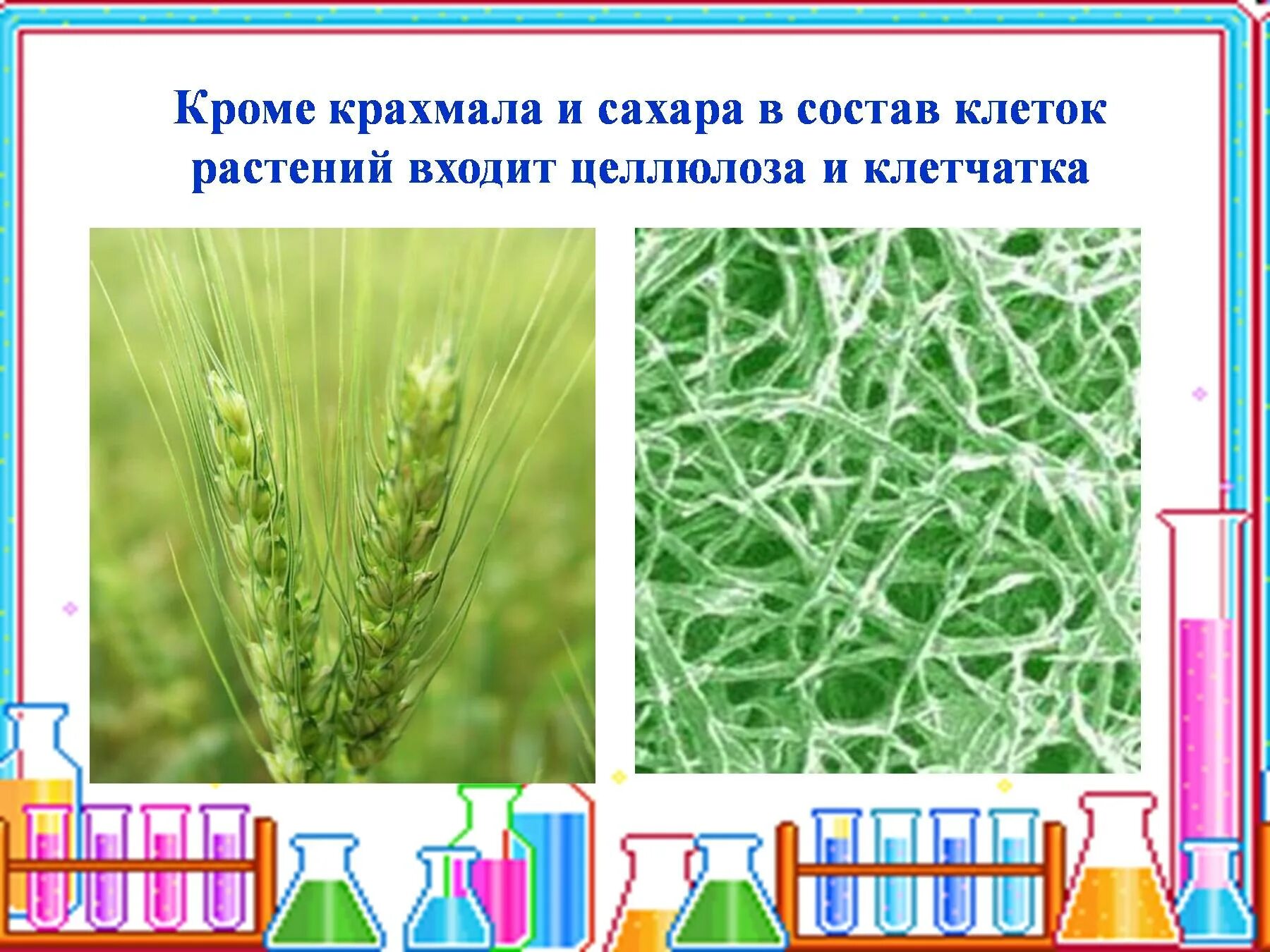 Целлюлоза в растениях. Целлюлоза в растительной клетке.