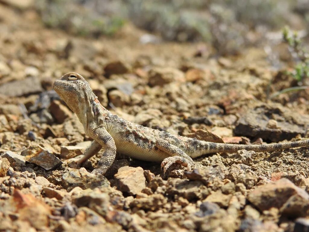 Среда обитания ящерицы круглоголовки. Такырная круглоголовка. Phrynocephalus helioscopus. Закавказская Такырная круглоголовка. Закаспийская круглоголовка Беттгера.