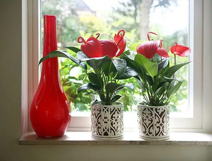 Цветы которые любят солнце и жару. Антуриум Шерцера. Антуриум на подоконнике. Комнатные растения на окне. Цветок в горшке на окне.