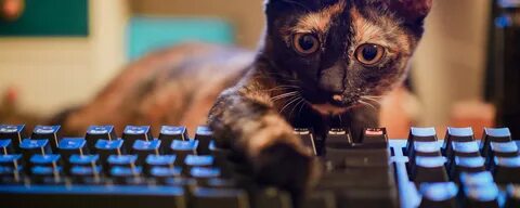 Коты на клавиатуру на телефоне