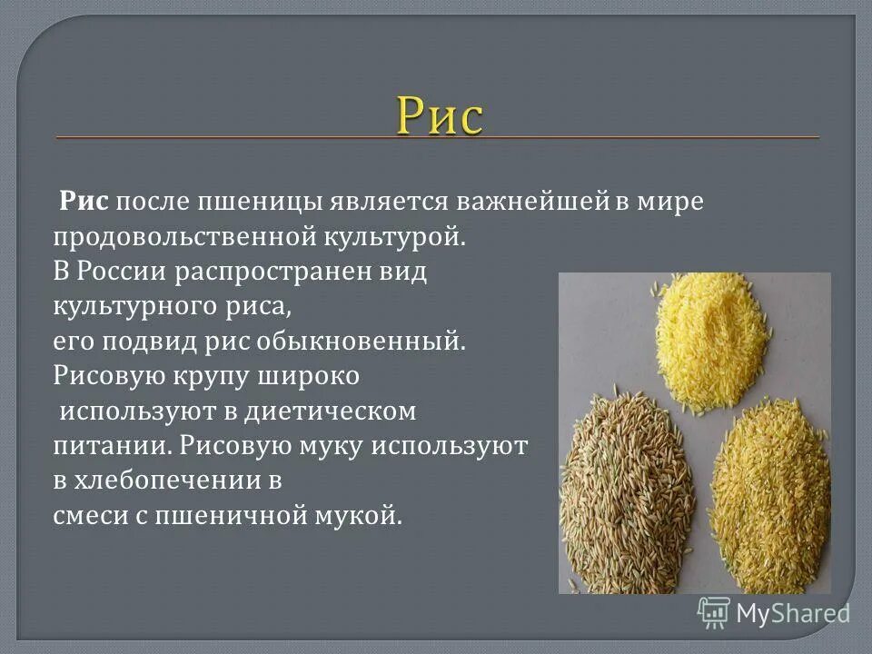 к продовольственным культурам относятся. продовольственные культуры. к продовольственным культурам относятся. главная культура стран юго восточной азии рис?. отрасли сельского хозяйства центрально черноземного района.