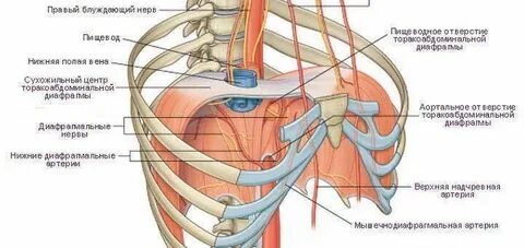 Кровообращение диафрагмы