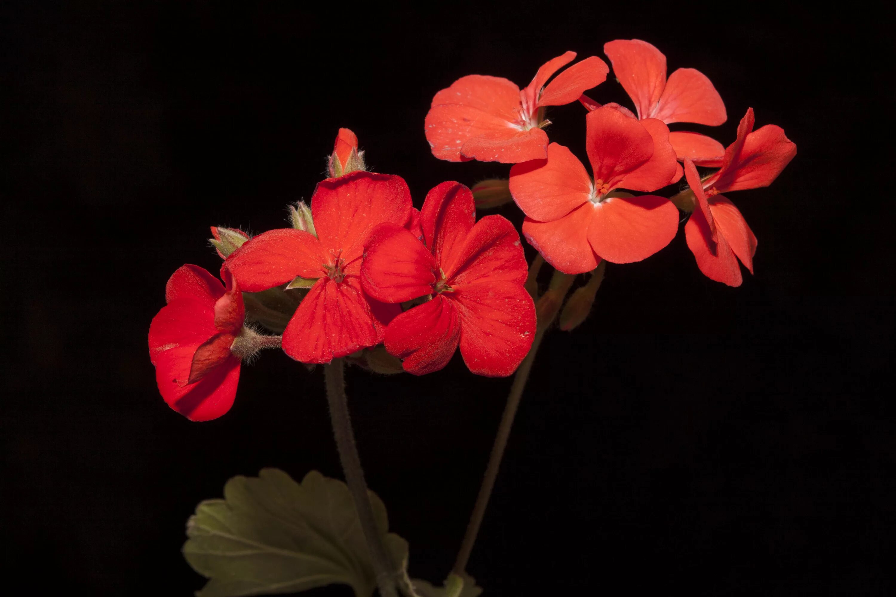 Чьи герани. Пеларгония Mrs Pollock. Пеларгония Pelargonium Villetta Red. Пеларгония Вик Кавс. Пеларгония Red Pimpernel.