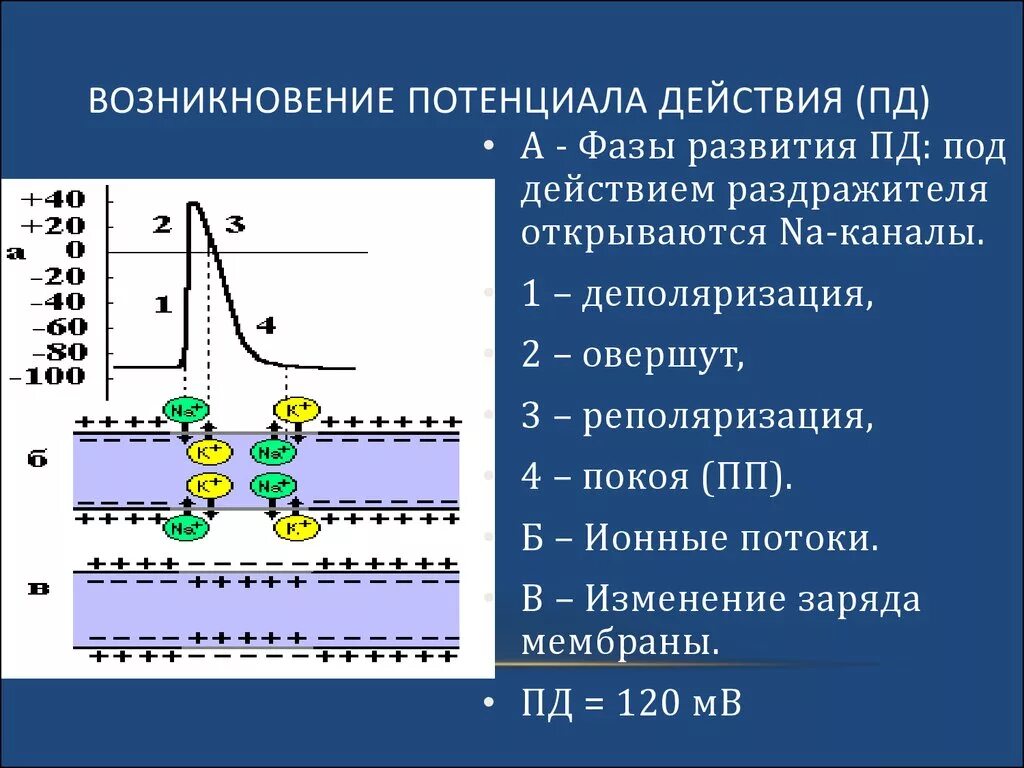 Потенциал действия физиология это. Мембранный потенциал покоя и мембранный потенциал действия.. Мембранный потенциал покоя схема. Механизм образования мембранного потенциала действия. Механизм возникновения потенциала действия физиология.